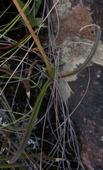 Aloe soutpansbergensis
