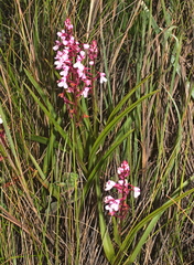 Disa saxicola