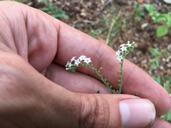 Heliotropium steudneri