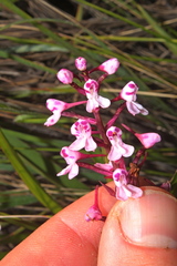 Disa saxicola