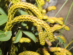 Phlegmariurus gnidioides