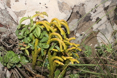 Phlegmariurus gnidioides