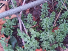 Galium