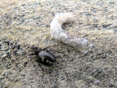 Steatoda ancorata