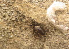 Steatoda ancorata