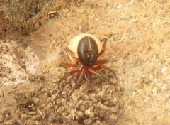 Steatoda ancorata