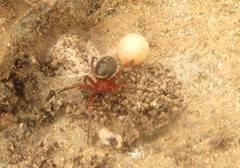 Steatoda ancorata