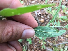 Heliotropium steudneri