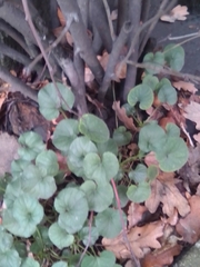 Ficaria verna calthifolia