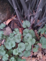 Ficaria verna calthifolia