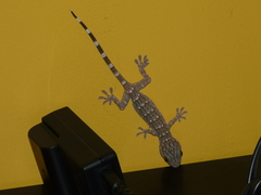 Gekko smithii