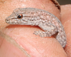 Soutpansberg Dwarf Gecko photo 4