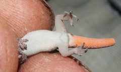 Soutpansberg Dwarf Gecko photo 5