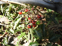 Solanum dulcamaroides