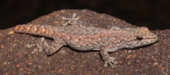 Soutpansberg Dwarf Gecko photo 3