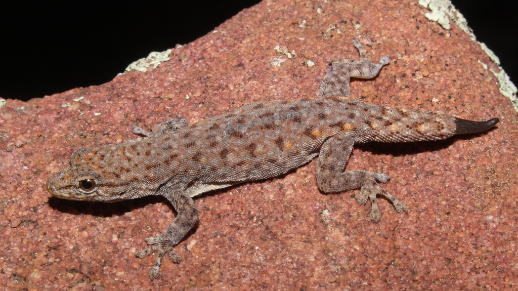 Soutpansberg Dwarf Gecko