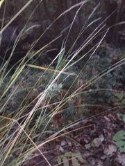 Achnatherum bromoides