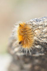 Gynaephora groenlandica
