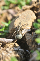 Pardosa glacialis