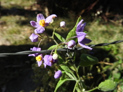 Solanum dulcamaroides