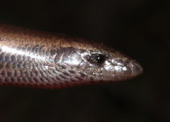 Limpopo Dwarf Burrowing Skink photo 3