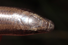 Limpopo Dwarf Burrowing Skink photo 4