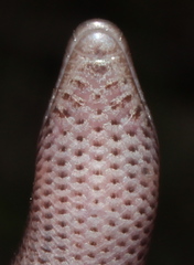 Limpopo Dwarf Burrowing Skink photo 5