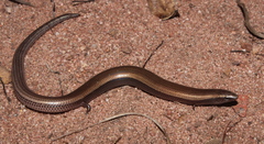 Limpopo Dwarf Burrowing Skink photo 2