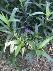 Ruellia simplex image