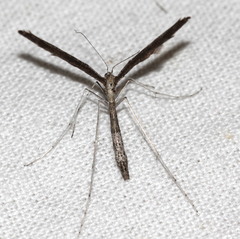 Agdistis adactyla