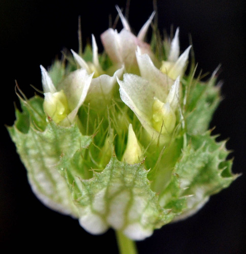 cup clover (Trifolium cyathiferum)