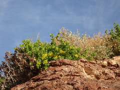 Coulterella capitata