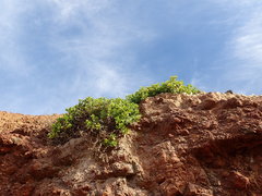 Coulterella capitata