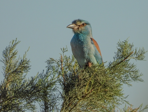 European Roller