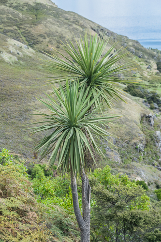 Cordyline australis