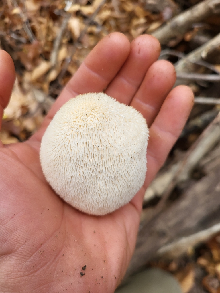 Hericium erinaceus · November 2025 · photo: © plantpunk (iNaturalist, cc-by)