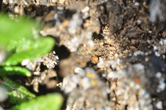 Nysius groenlandicus