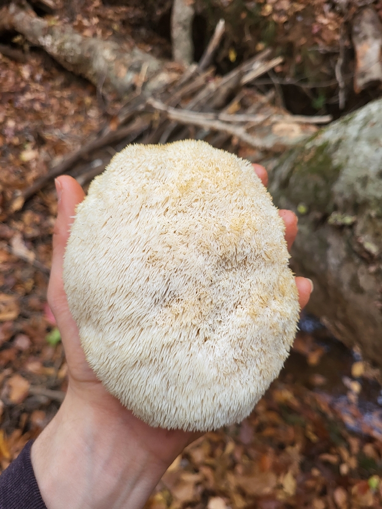 Hericium erinaceus · November 2025 · photo: © plantpunk (iNaturalist, cc-by)