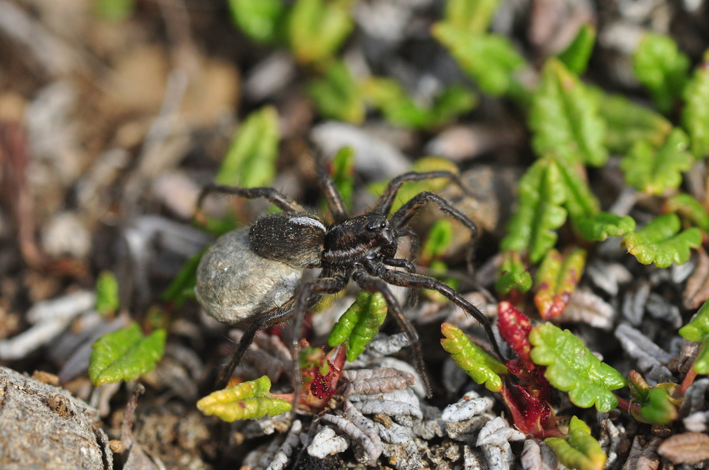 Arctic wolf spider