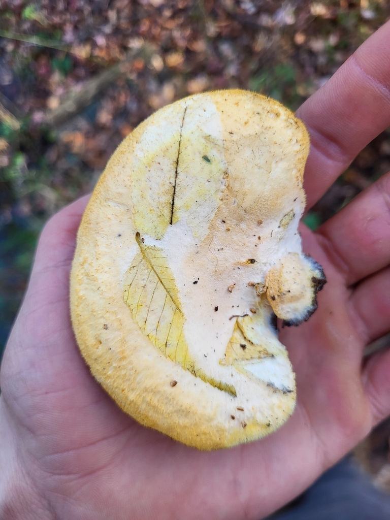Phyllotopsis nidulans · November 2025 · photo: © plantpunk (iNaturalist, cc-by)