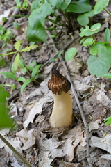 Morchella semilibera