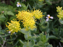 Coulterella capitata