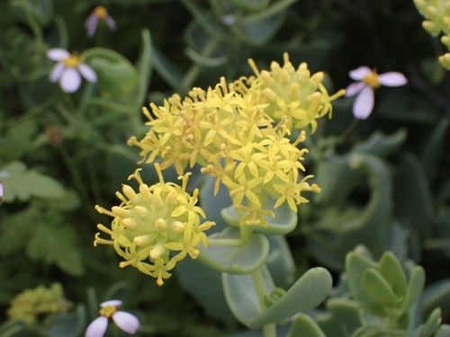 Coulterella capitata Vasey & Rose