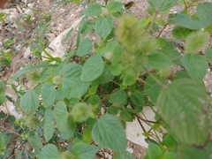 Acalypha alopecuroidea