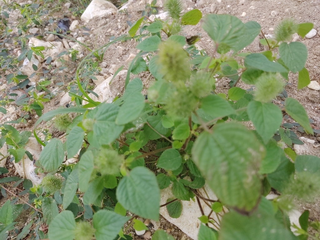 Foxtail copperleaf (Acalypha alopecuroidea)