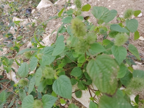 Foxtail copperleaf (Acalypha alopecuroidea)