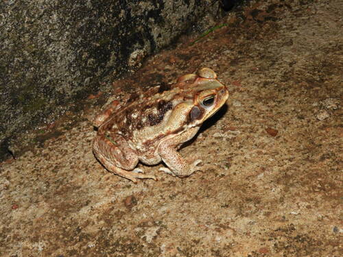 Cururu Toad