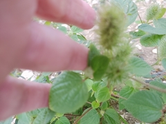 Acalypha alopecuroidea