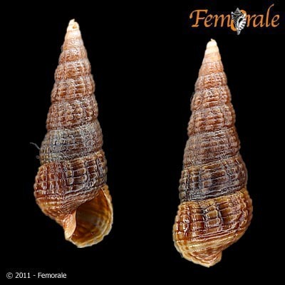 Cerithiopsis carpenteri