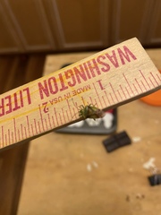 Closterotomus norwegicus